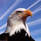 CodeEagle2