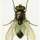 Pandii