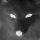 darkfox03