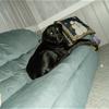 my dog 
