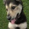 My Dog