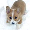 Corgi