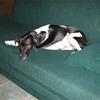 My other dog