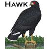 Hawk Avatar (Red Eyes)