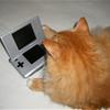 Cat playing DS