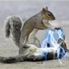The Sith Squirrel