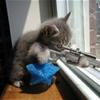  dangerous cat!!!