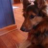 Bear my dog