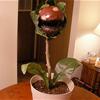 Real Life Piranha Plant