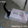 Cat Excited to Play Wii