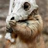 Real life Cubone
