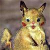Real Live Pikachu