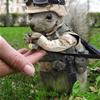 Squirrel marine