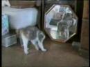 funny cats