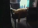 WORLD'S Fattest Cat