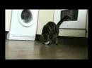 Funny Cats 3