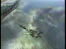 Wii Dairanto Smash Brothers X TV Spot(Japan)