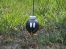 Real life Bobomb!!