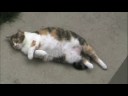 Do Something, Cat