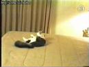 Funny Cat hits wall ! Ouch.
