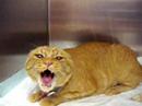 Very angry kitten