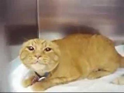 Very Angry Cat