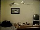 Flying cat