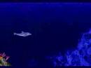 Ecco The Dolphin (Sega Genesis/Mega Drive)