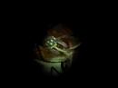 Mushroom Men teaser vid