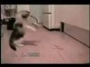 Funny cats
