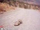 turtle domestic full and uncut
