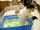 Puppy Screams 