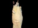 Kitty Cat Dance