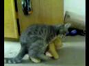 Cat does my teddy bear