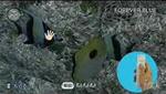 Endless Ocean (Wii)