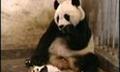 baby panda sneezes