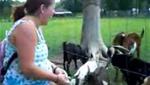 Wii Video - The Talking Goat