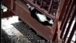 Funny Cats 1