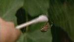 Wii Video - Spiders On Drugs