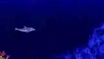Wii Video - Ecco The Dolphin (Sega Genesis/Mega Drive)