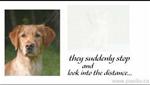 Wii Video - The Rainbow Bridge