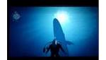Wii Video - Endless Ocean - Blue Whale