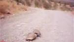 Wii Video - turtle domestic full and uncut