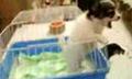 Puppy Screams 